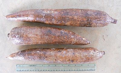 Fresh Cassava from Xagro