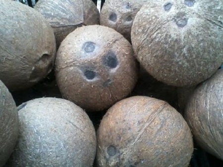 Coconuts from XAGRO