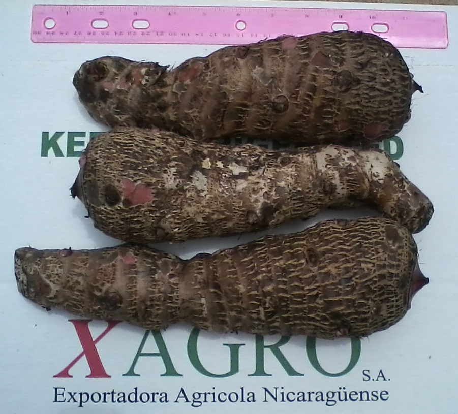 Fresh Malanga from Xagro