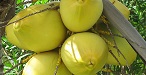 Yellow Coconuts