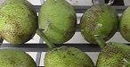 Ripe Breadfruit